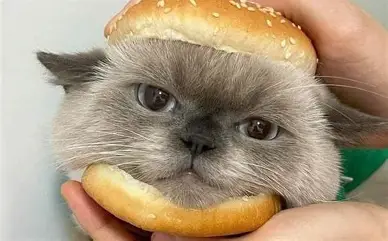 《宠物的沙雕日常》搞笑漫画